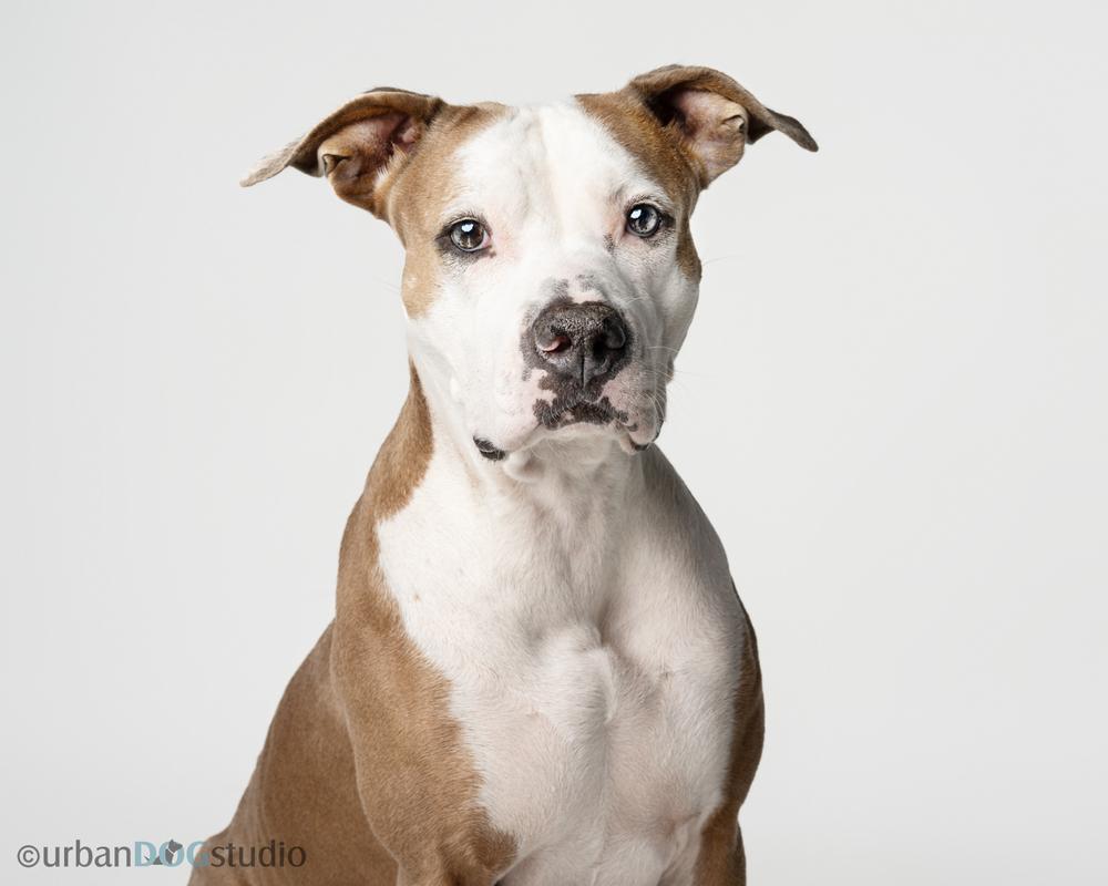 Enlarge Maddie, a Adoptable mixed breed in Seminole, FL image 6/6