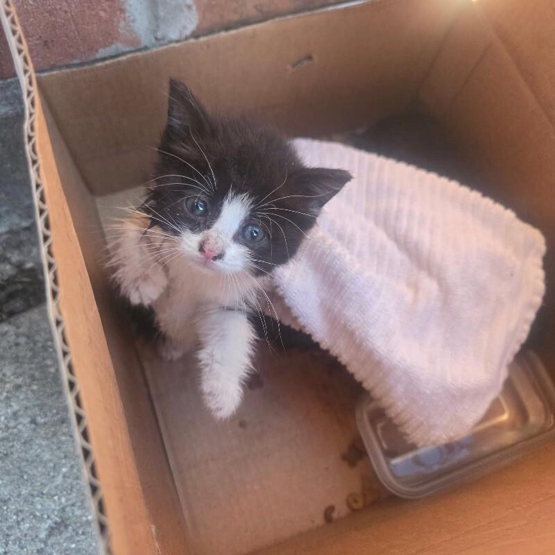 Thackary Binx, Adoptable, Young Male Domestic Short Hair.