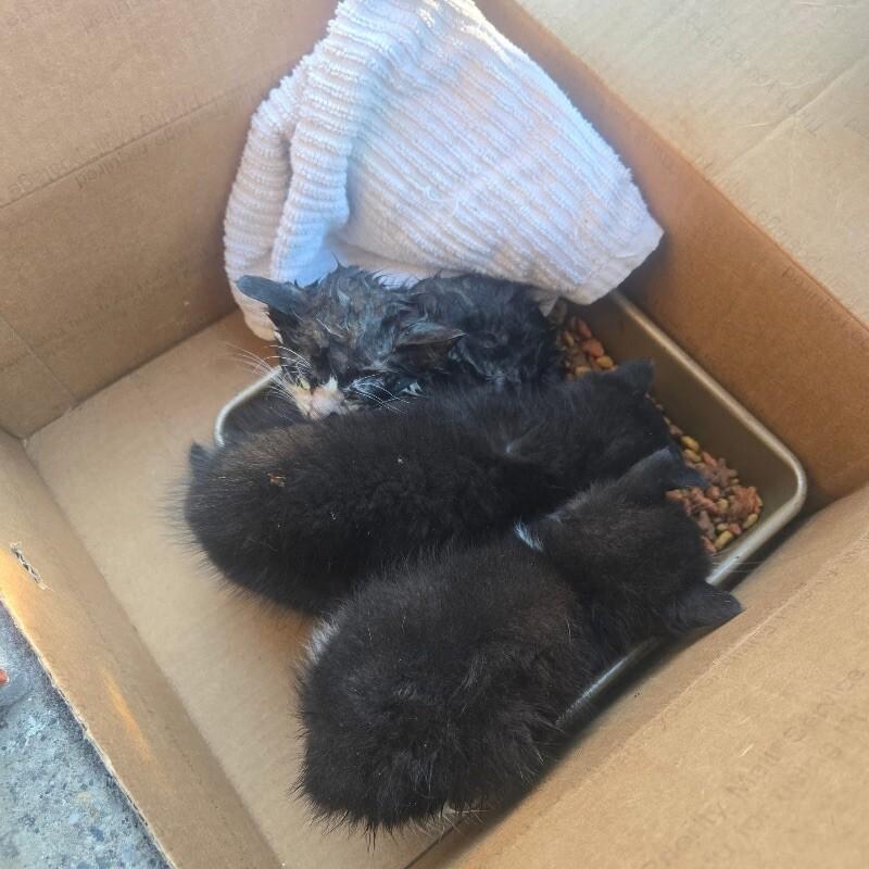 Thackary Binx, a Adoptable Domestic Short Hair in Grand Rapids, MI image 3/4