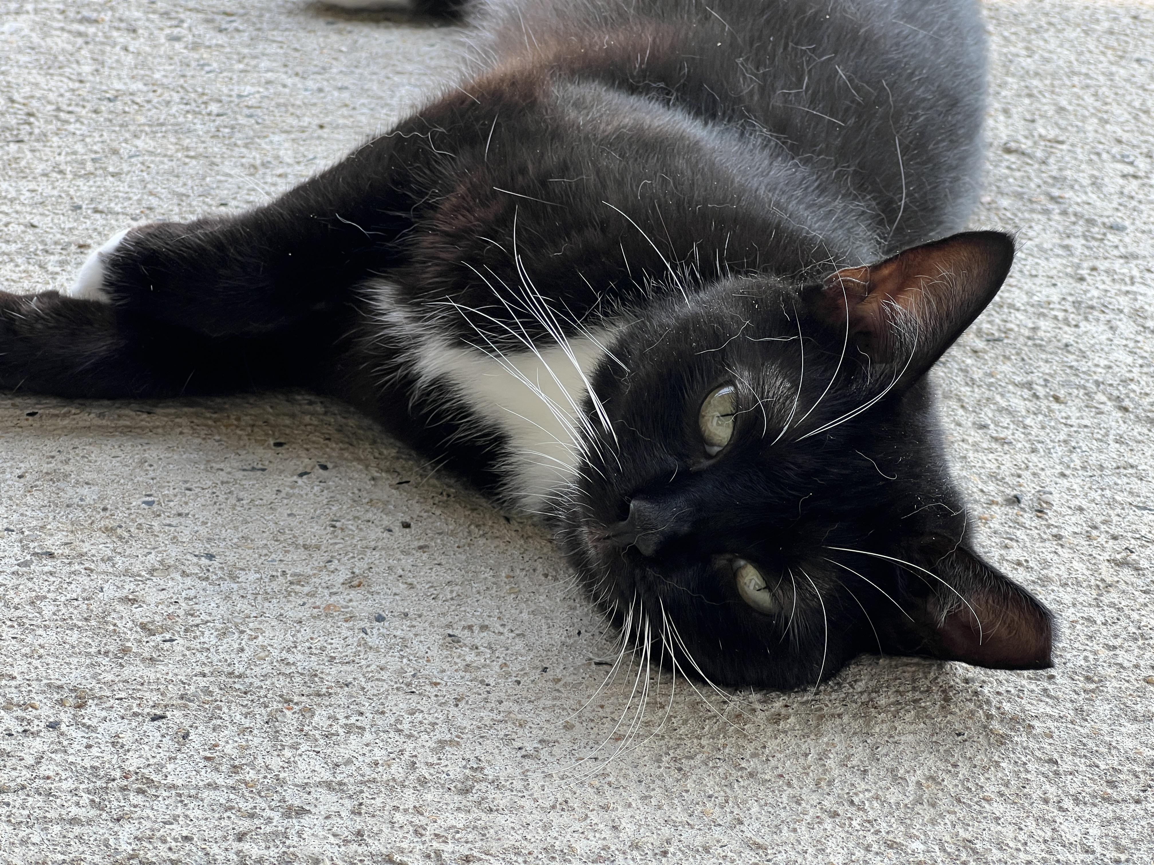 Enlarge Raven, a Adoptable Tuxedo in Palmyra, VA image 6/6