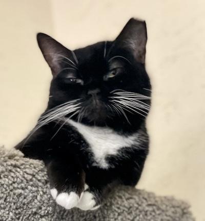 Enlarge Raven, a Adoptable Tuxedo in Palmyra, VA image 2/6