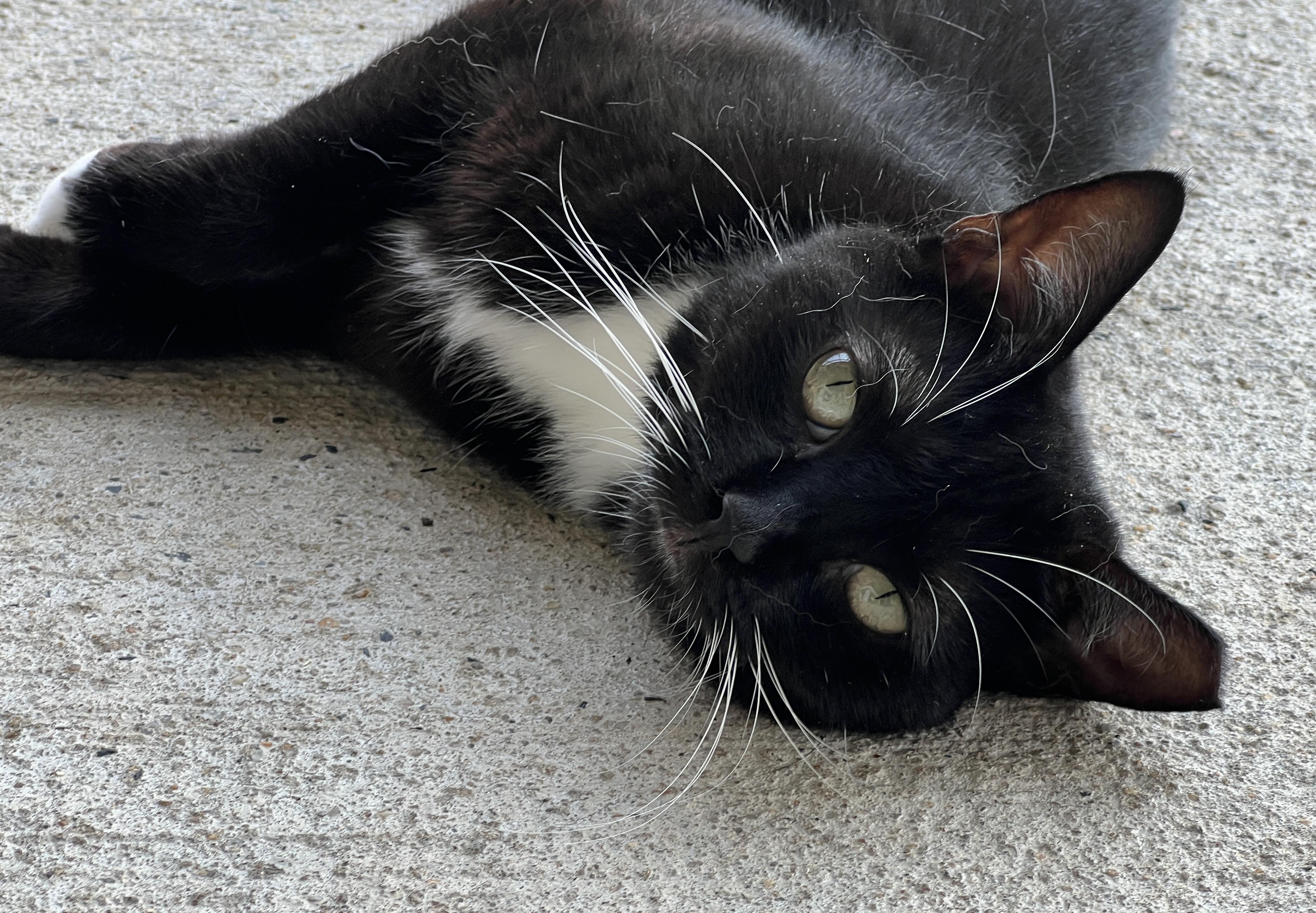 Enlarge Raven, a Adoptable Tuxedo in Palmyra, VA image 5/6