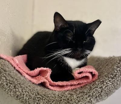 Raven — thumbnail 3