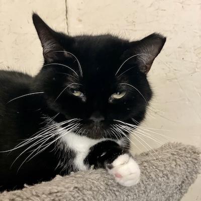 Raven — thumbnail 4