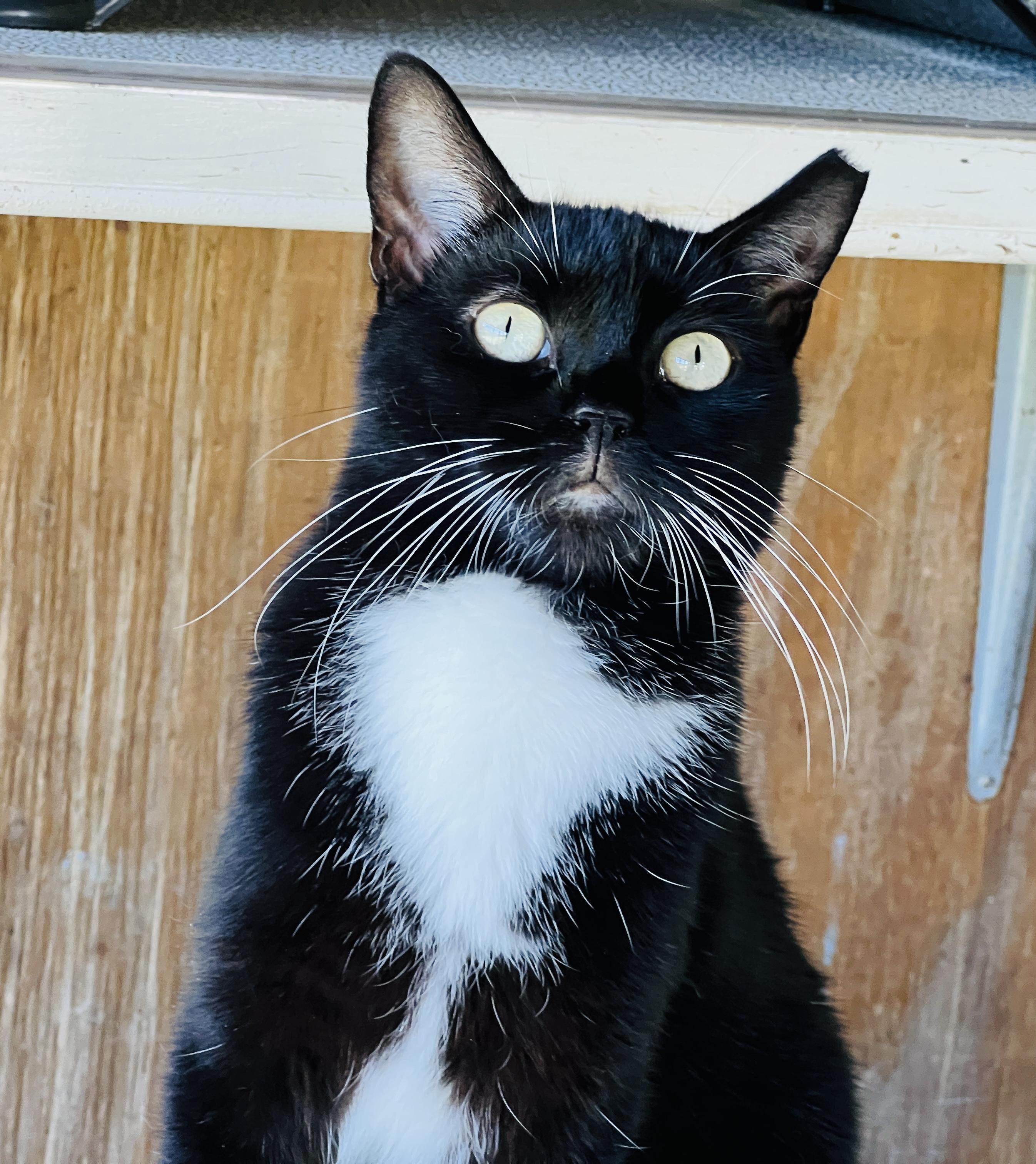Enlarge Raven, a Adoptable Tuxedo in Palmyra, VA image 4/6