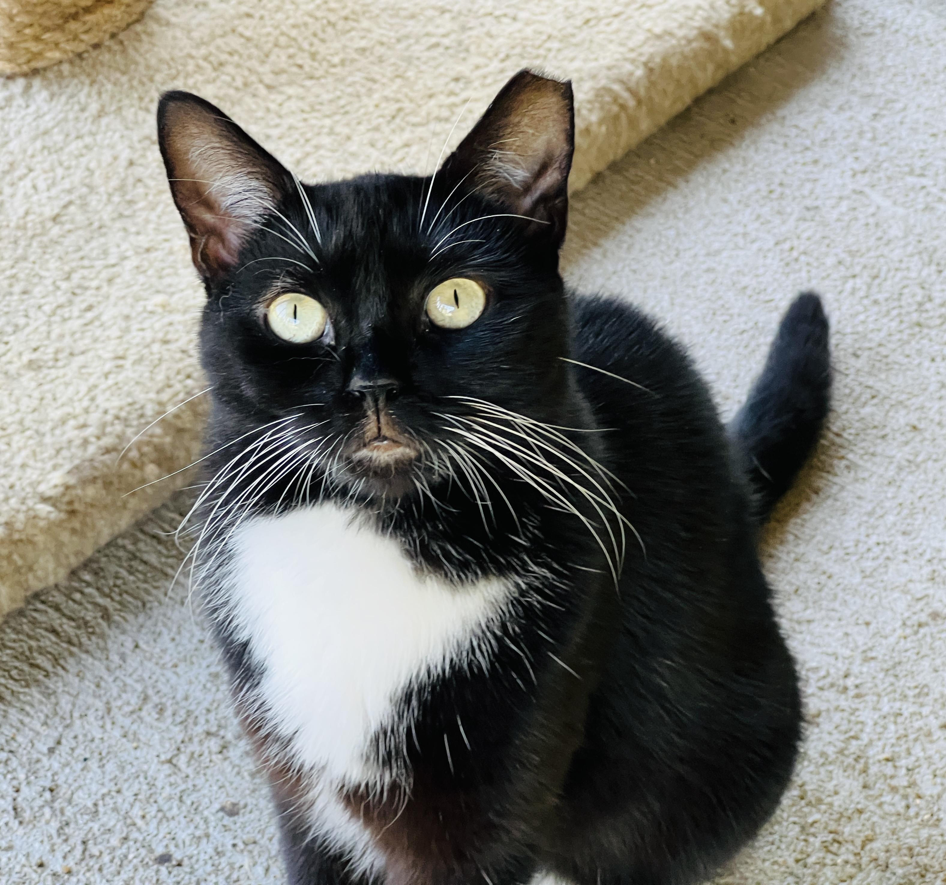 Enlarge Raven, a Adoptable Tuxedo in Palmyra, VA image 1/6