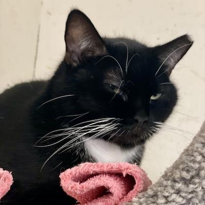 Raven — thumbnail 6