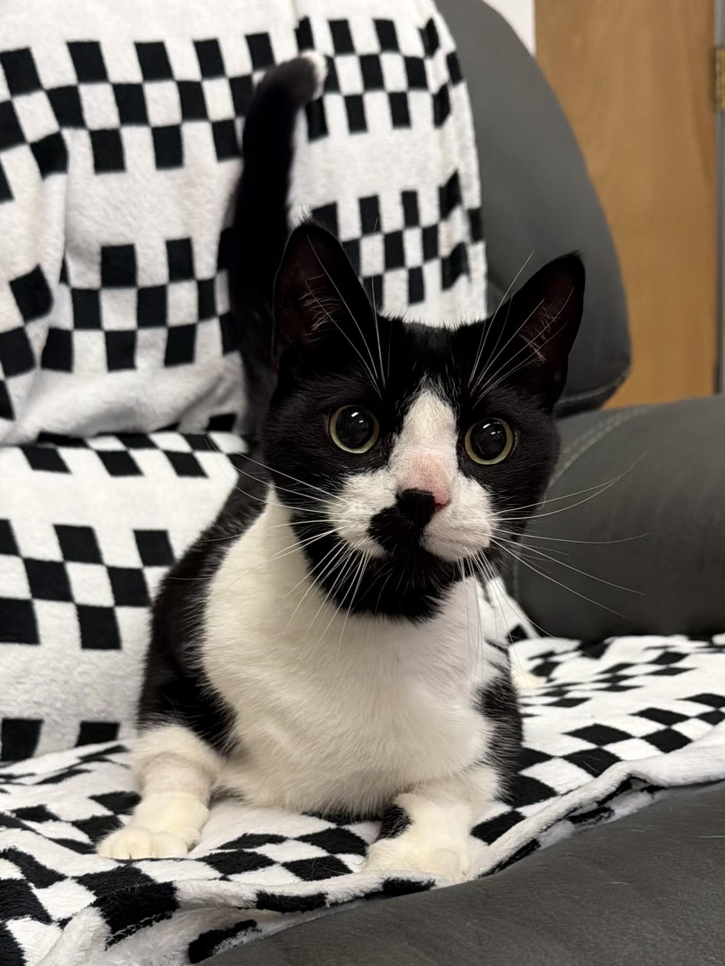 Oreo, adopted, Adult Male Domestic Short Hair.
