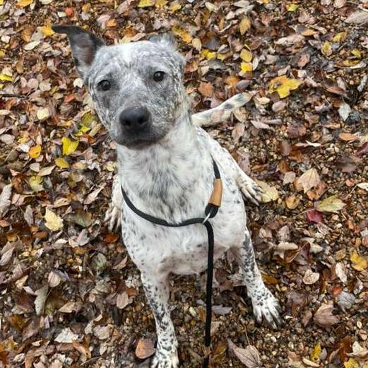 Enlarge ELM 32 (Heaven)SPONSORED ADOPTION, a Adoptable Mixed Breed in Gadsden, AL image 1/6