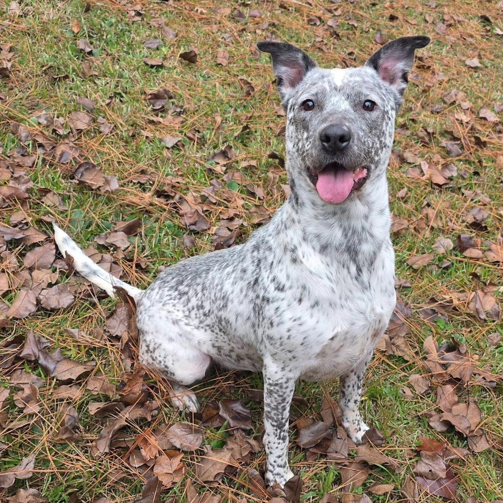 Enlarge ELM 32 (Heaven)SPONSORED ADOPTION, a Adoptable Mixed Breed in Gadsden, AL image 3/6