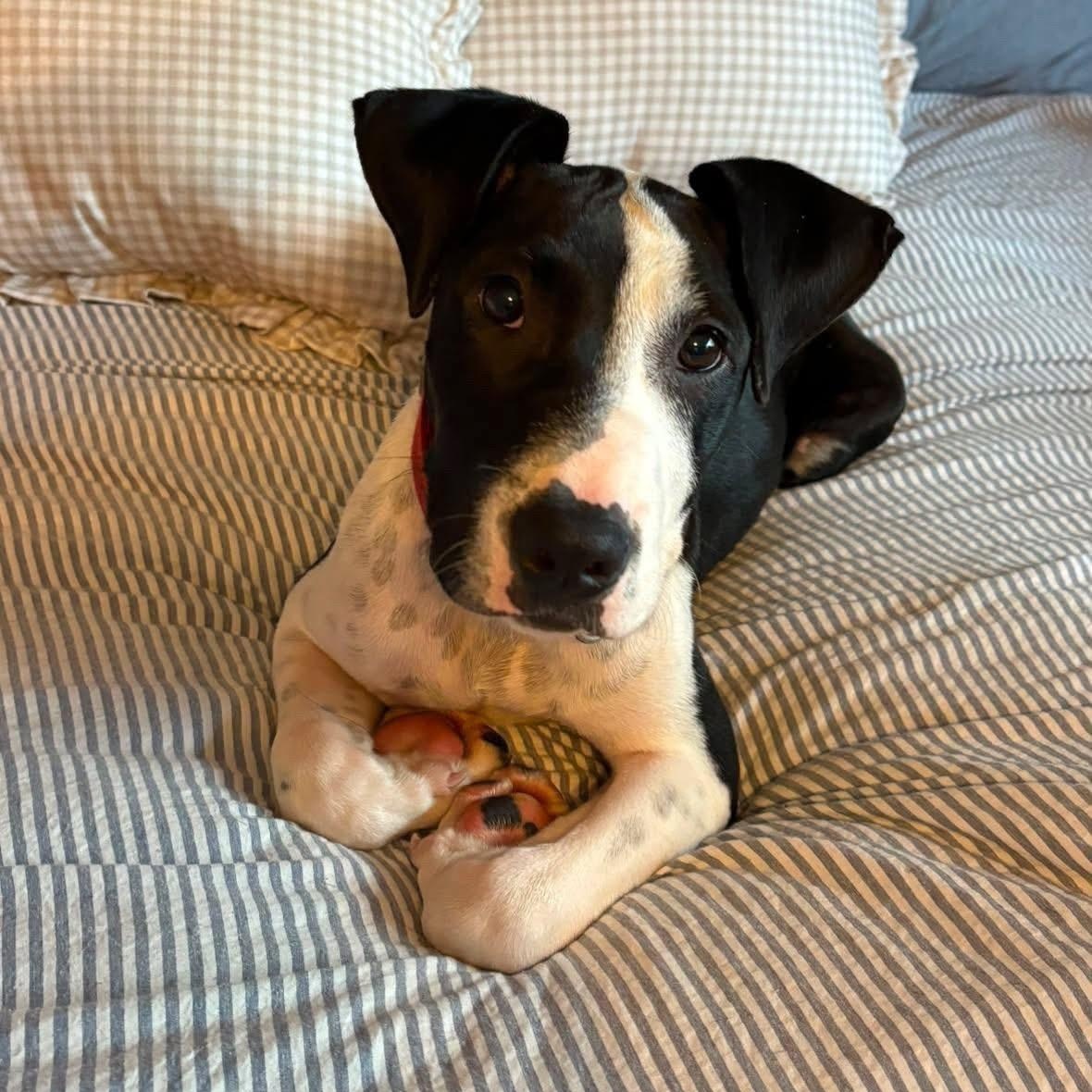 DAVID ROSE, Adoptable, Puppy Male Mixed Breed.