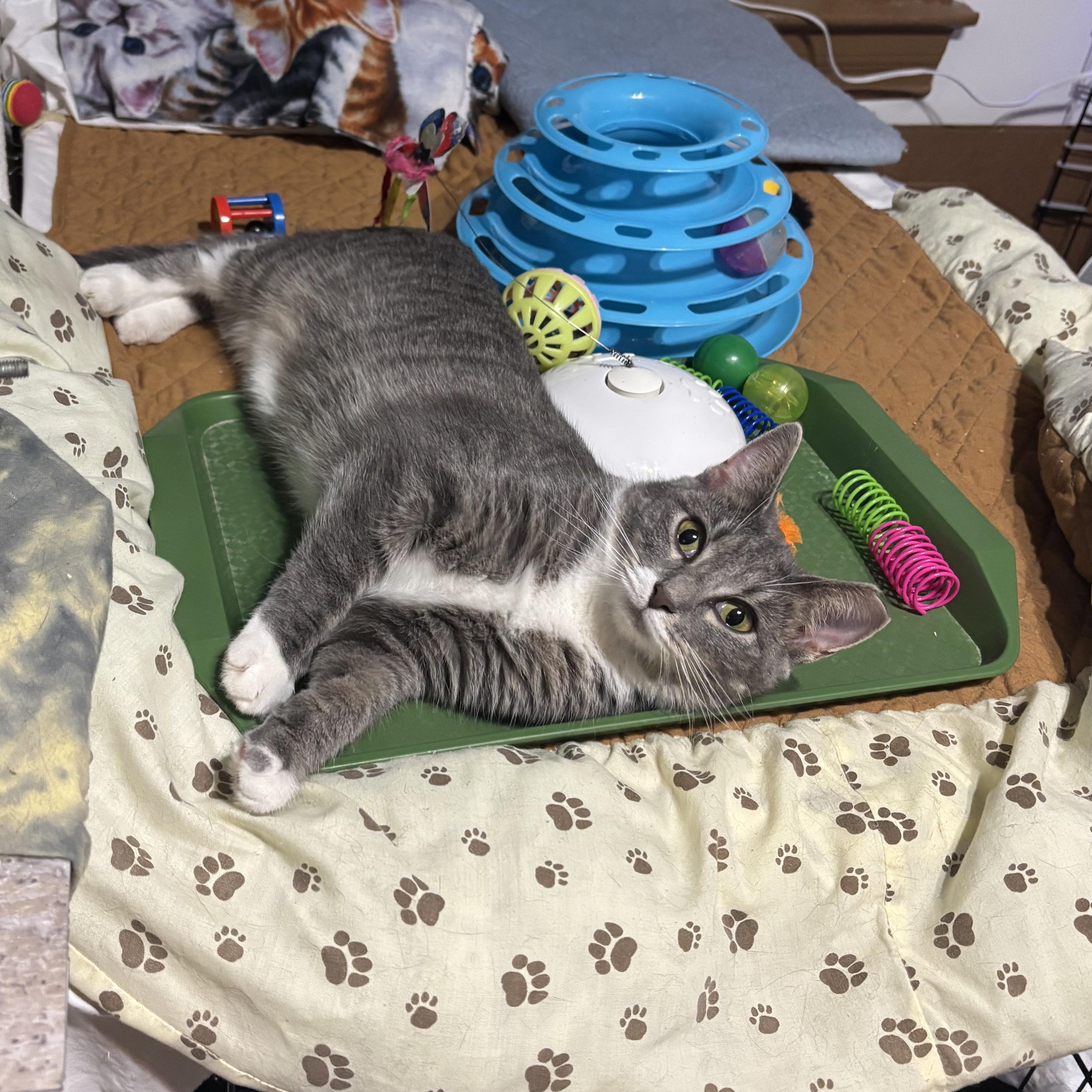 Sandy, an adopted Domestic Short Hair in Pittsburgh, PA image 3/3