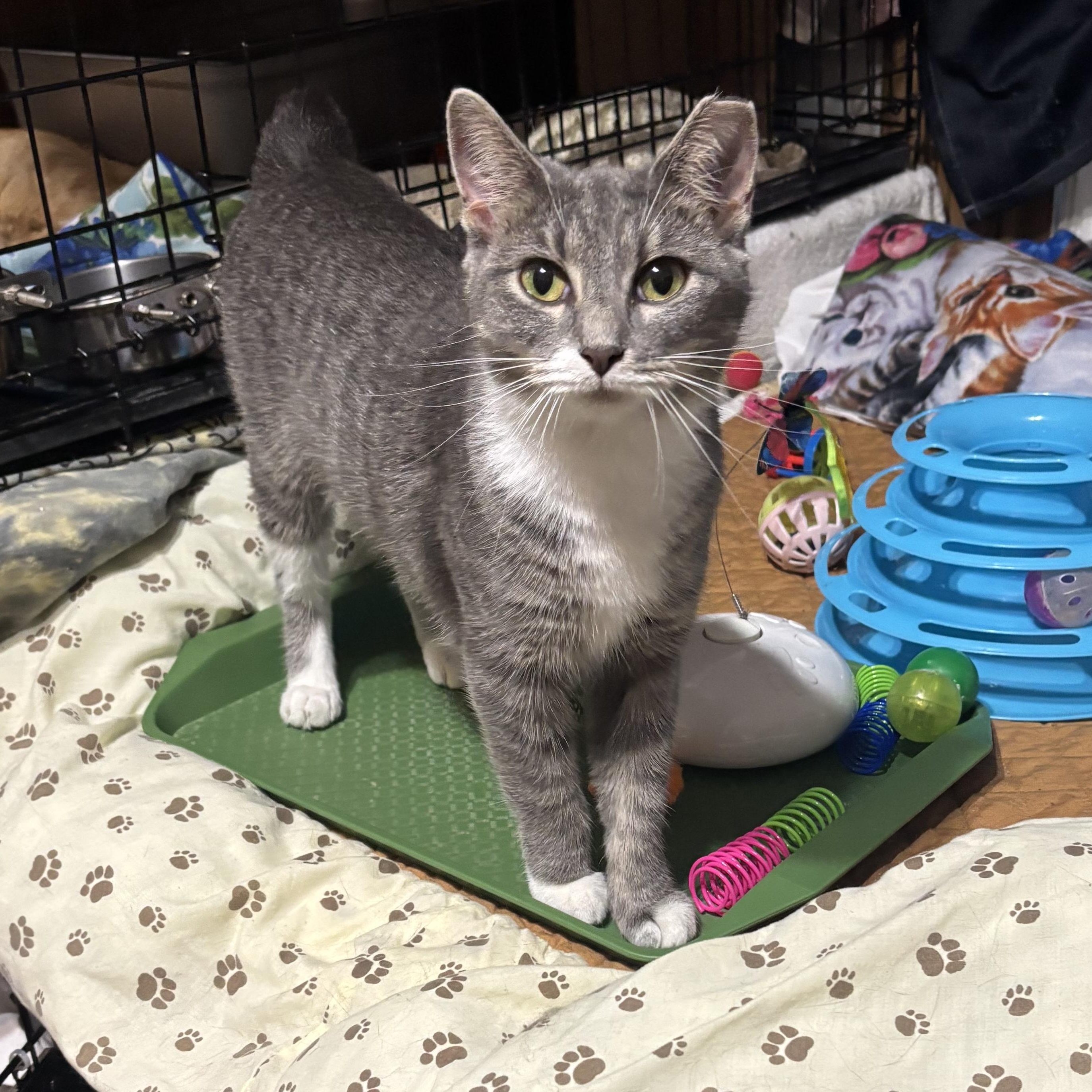 Sandy, an adopted Domestic Short Hair in Pittsburgh, PA image 1/3