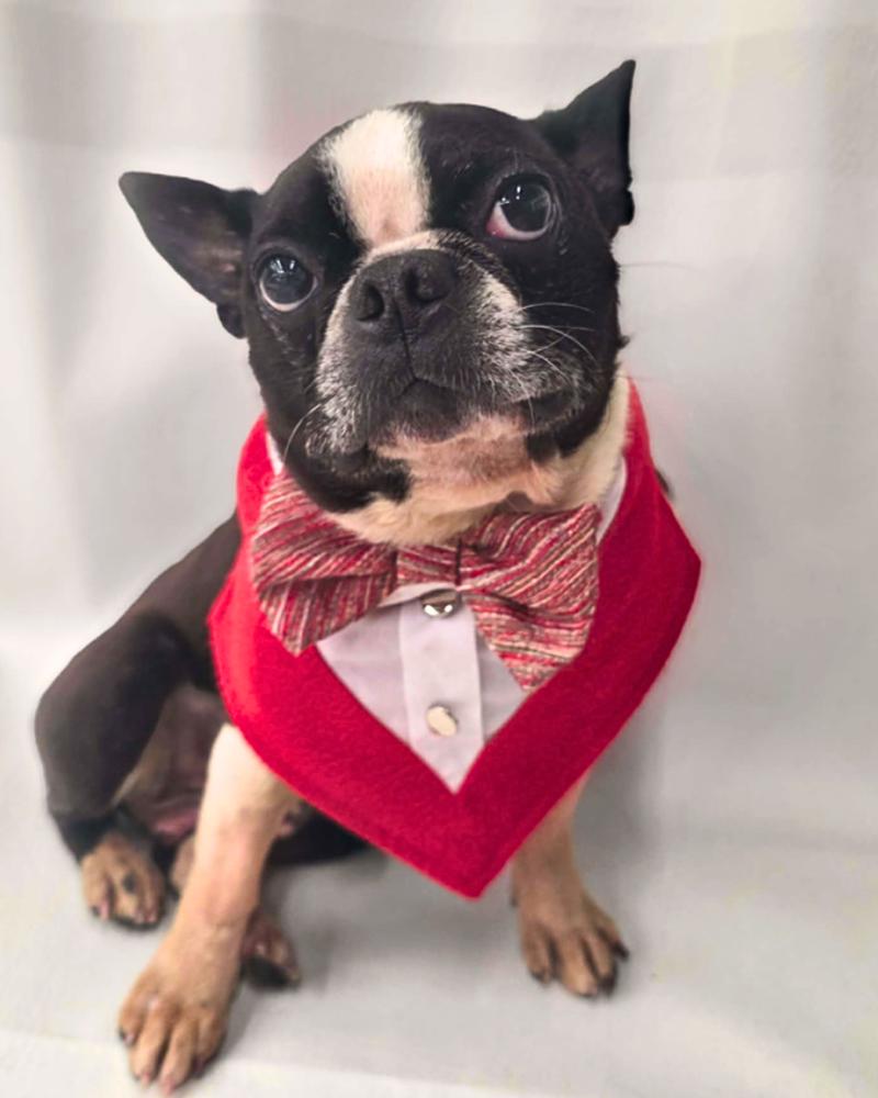 Enlarge Babka, a Adoptable Boston Terrier in Wayne, NJ image 1/2
