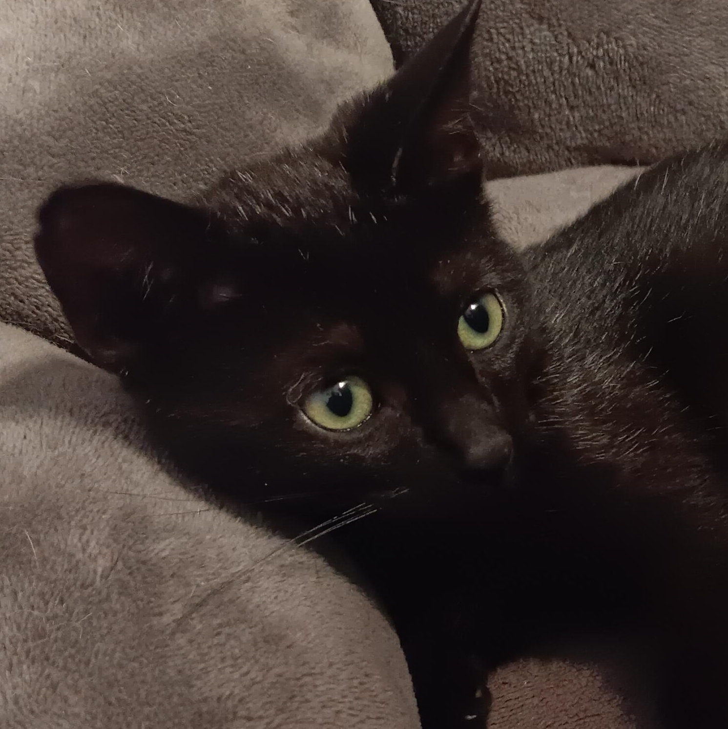 Enlarge Craig n' DayDay, a Adoptable Domestic Short Hair in Colts Neck, NJ image 1/3