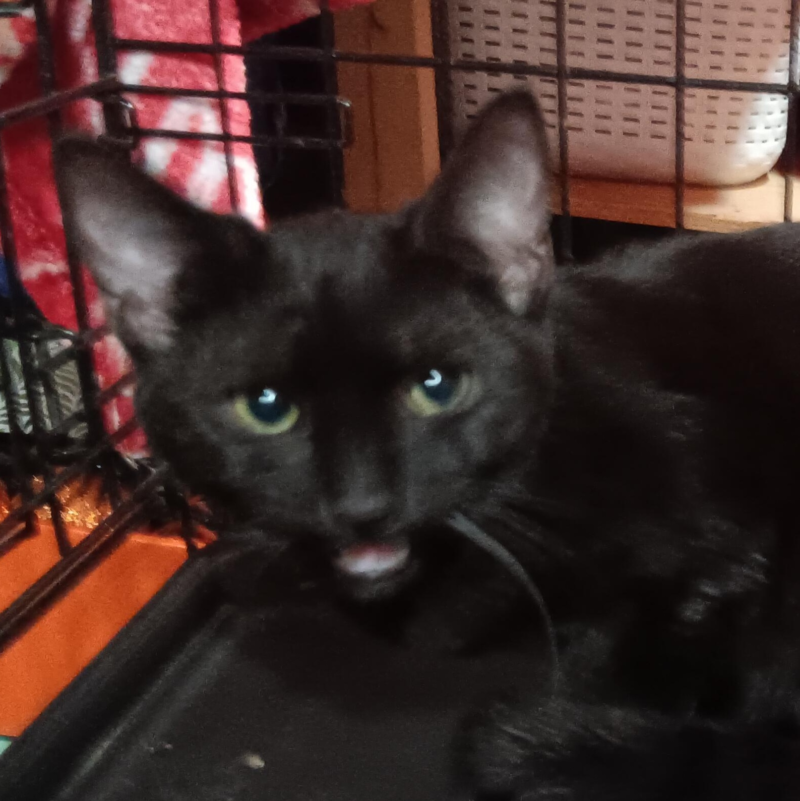 Enlarge Craig n' DayDay, a Adoptable Domestic Short Hair in Colts Neck, NJ image 2/3