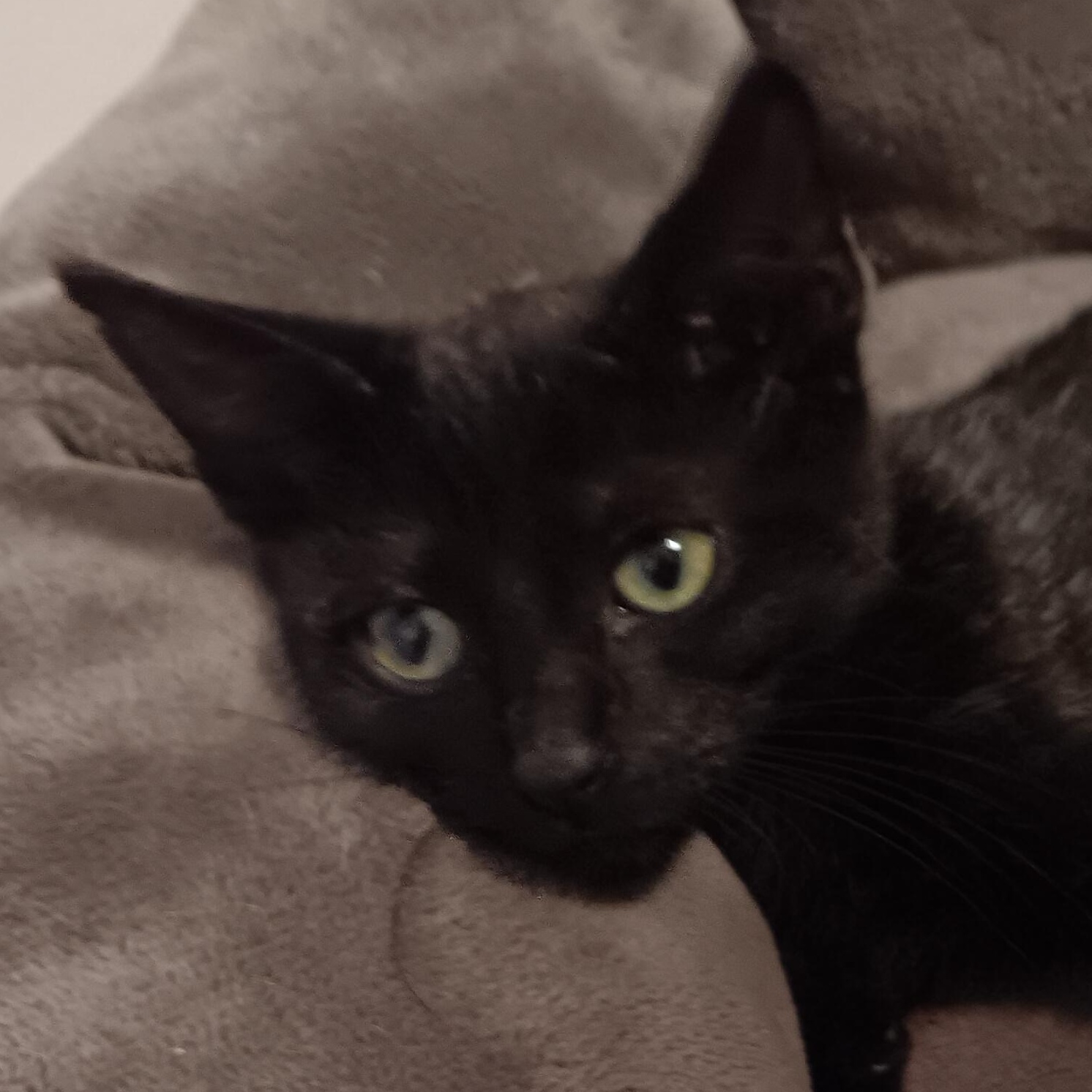 Enlarge Craig n' DayDay, a Adoptable Domestic Short Hair in Colts Neck, NJ image 3/3