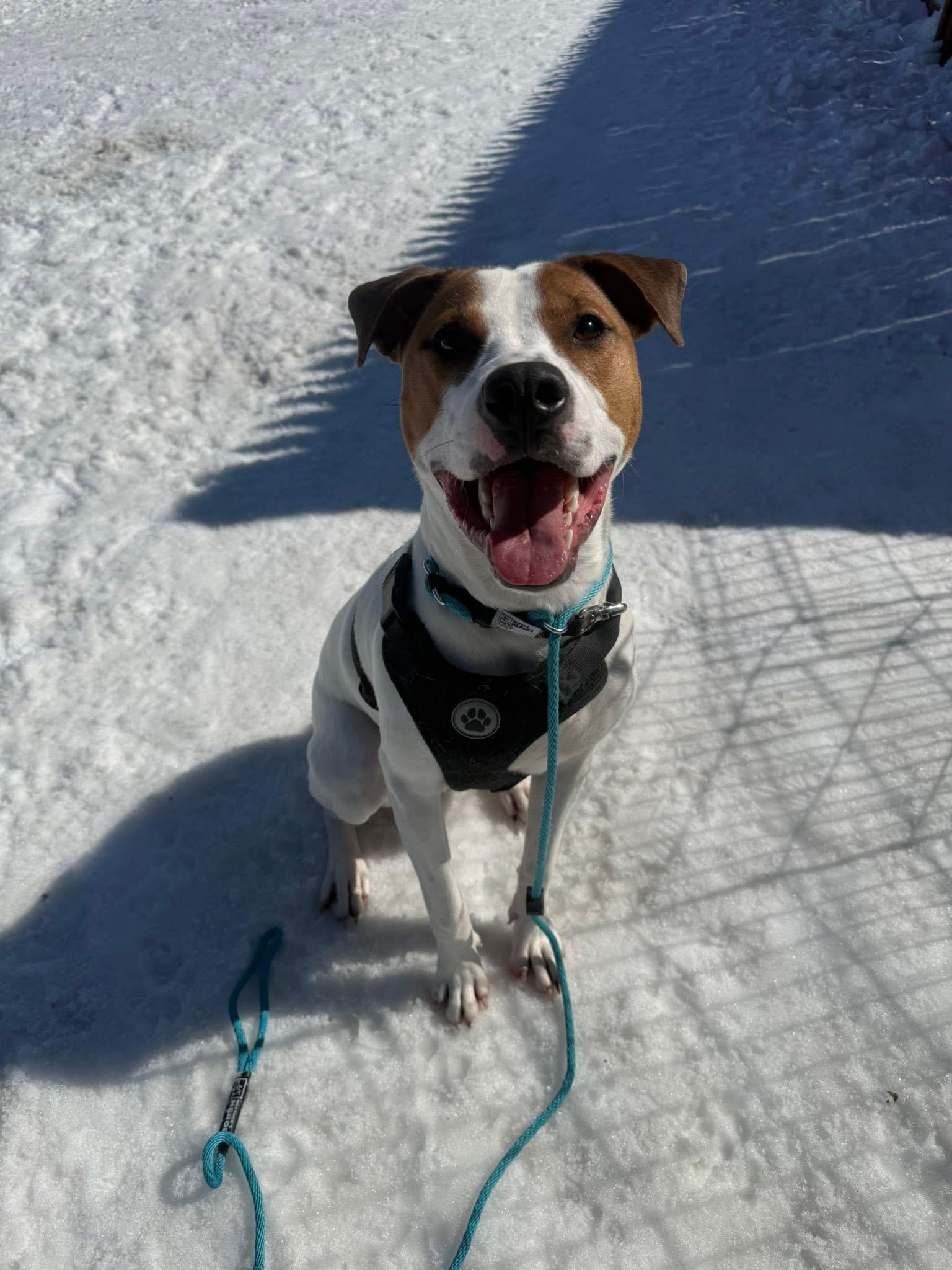 Pippin, a ADOPTABLE mixed breed in Randolph Center, VT image 4/6