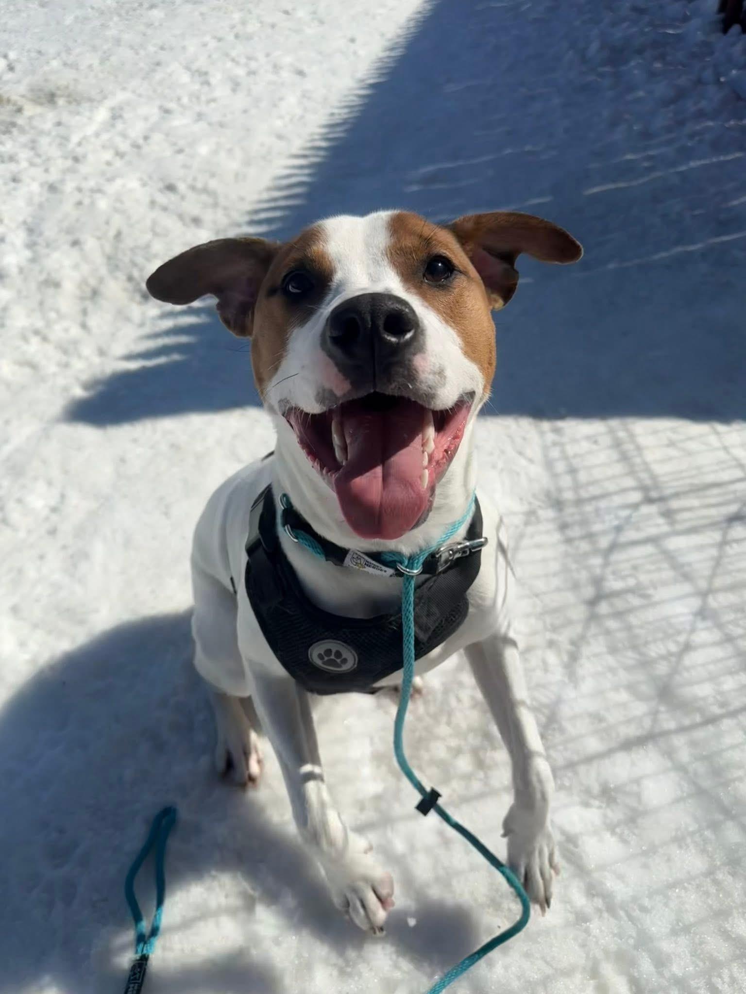 Pippin, a ADOPTABLE mixed breed in Randolph Center, VT image 6/6