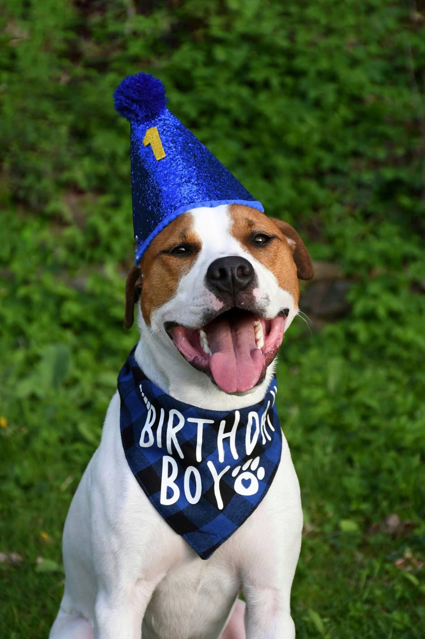 Pippin, ADOPTABLE, Puppy Male Jack Russell Terrier.