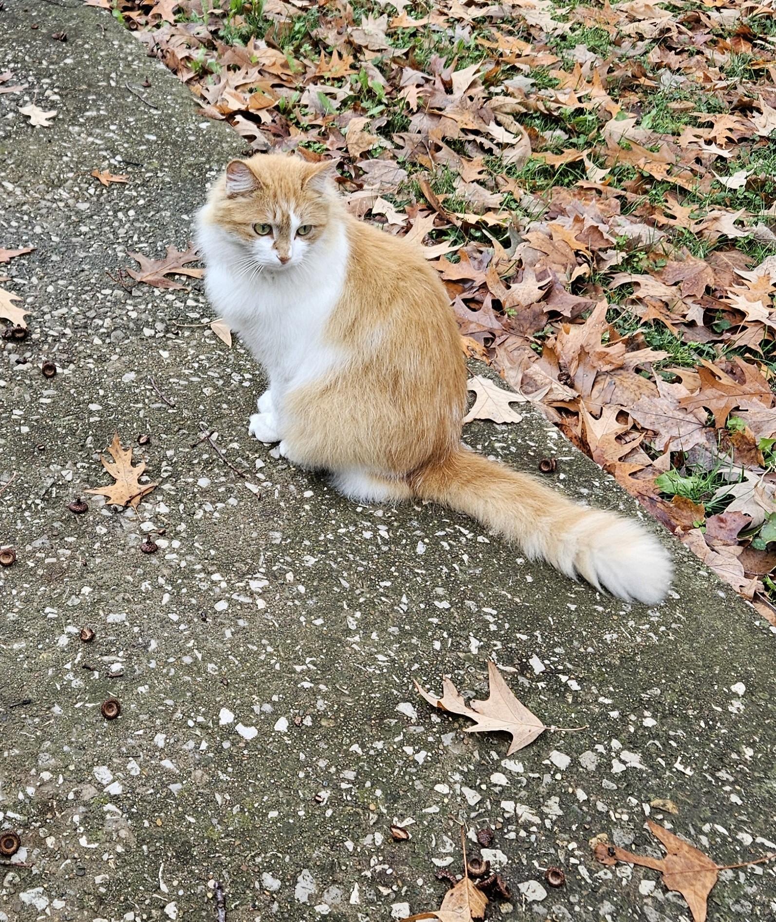 Enlarge Dreamsicle, a Adopted Domestic Long Hair in Central City, KY image 1/3