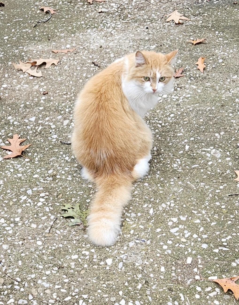 Enlarge Dreamsicle, a Adopted Domestic Long Hair in Central City, KY image 2/3