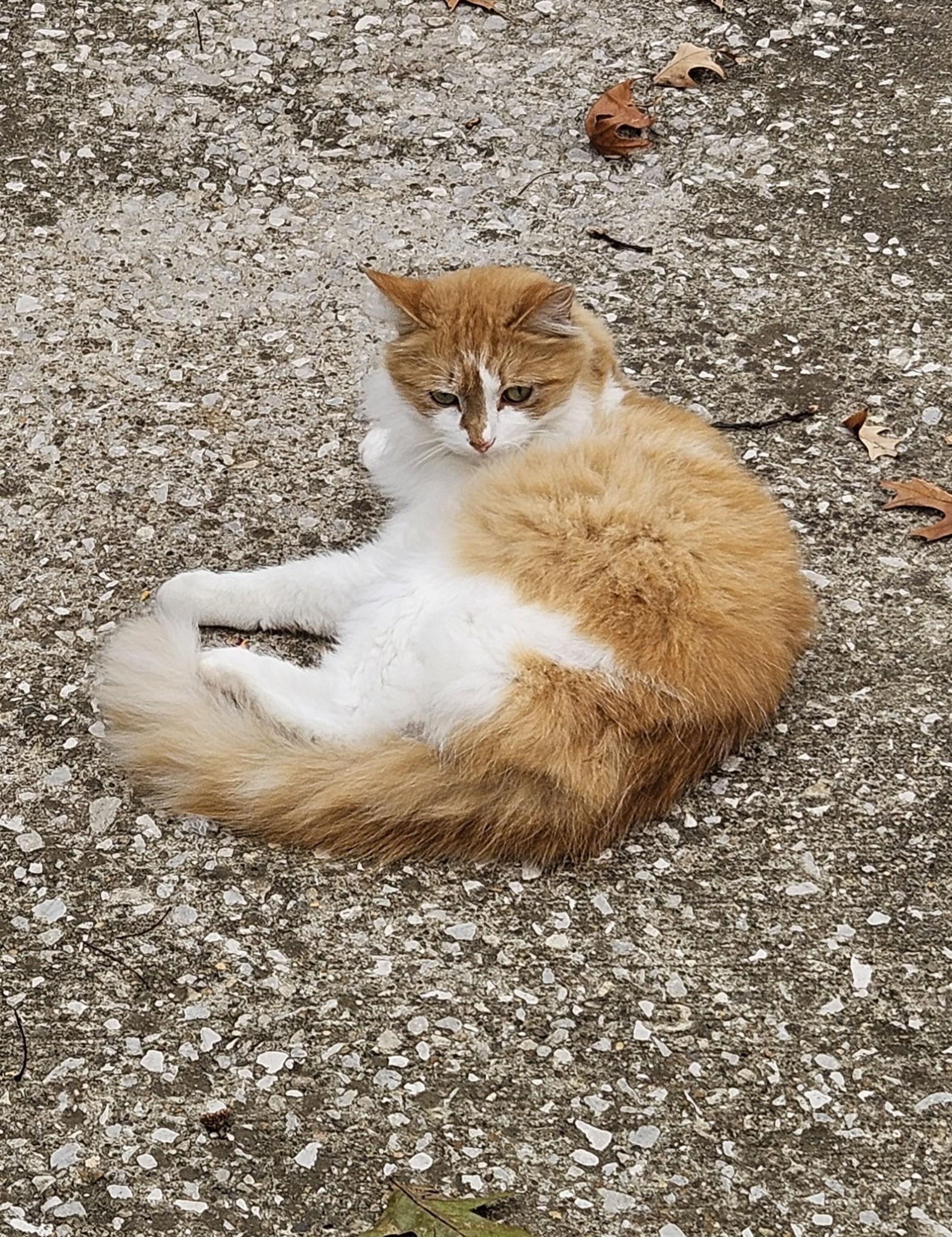 Enlarge Dreamsicle, a Adopted Domestic Long Hair in Central City, KY image 3/3