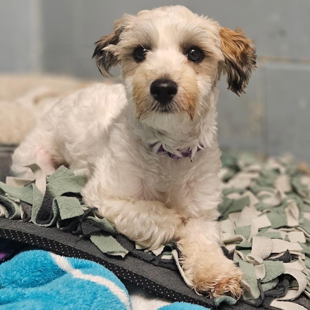 Graham, Adopted, Puppy Male Havanese & Coton de Tulear.