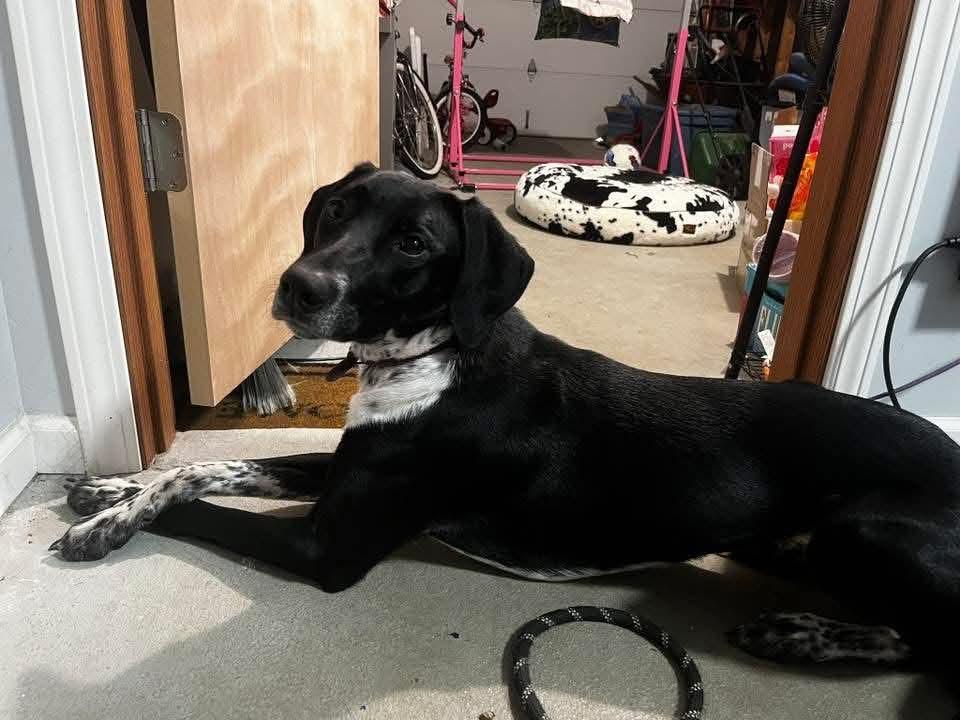 Miss Oreo thumbnail 2