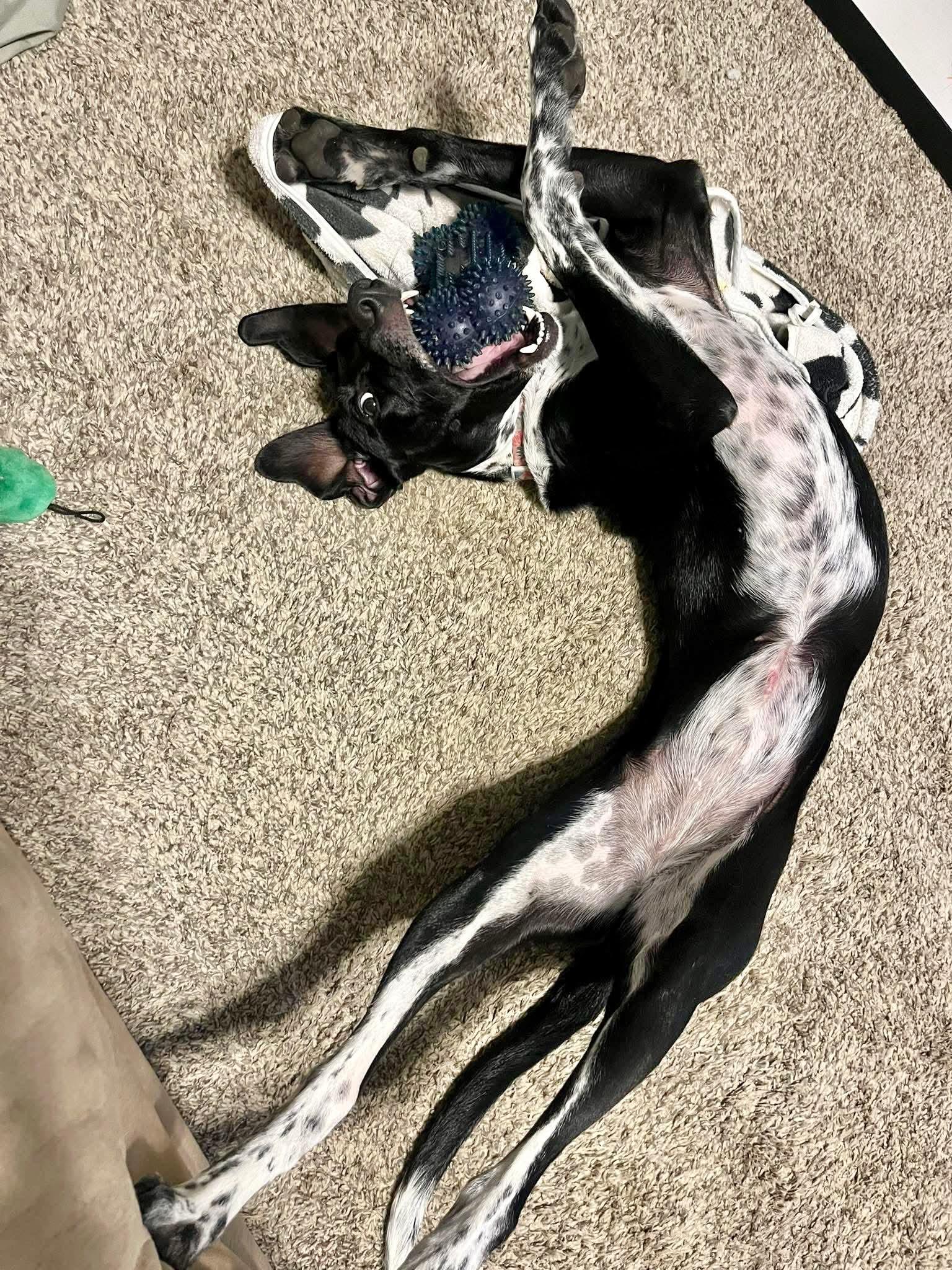 Miss Oreo thumbnail 3