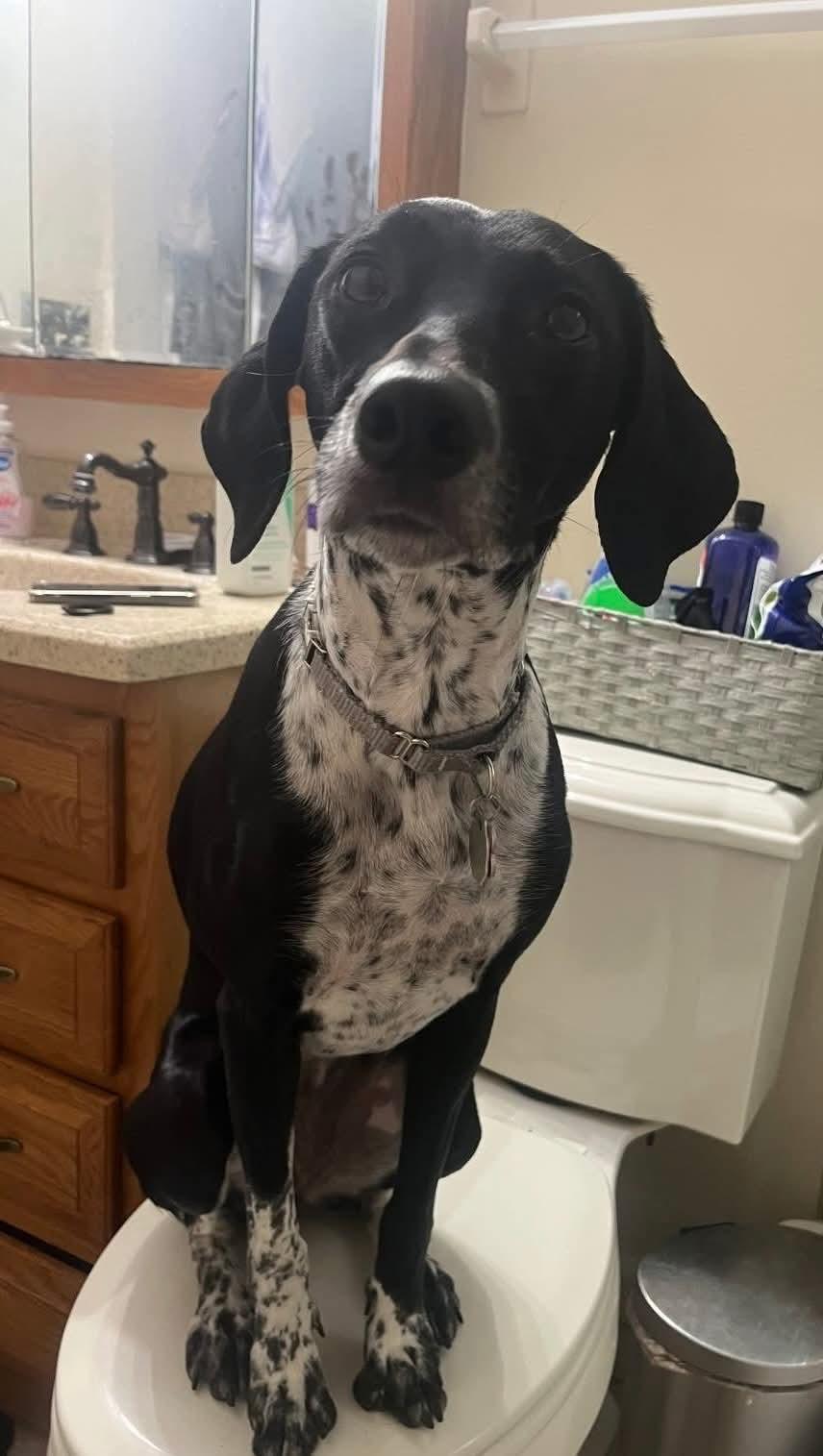 Miss Oreo thumbnail 4