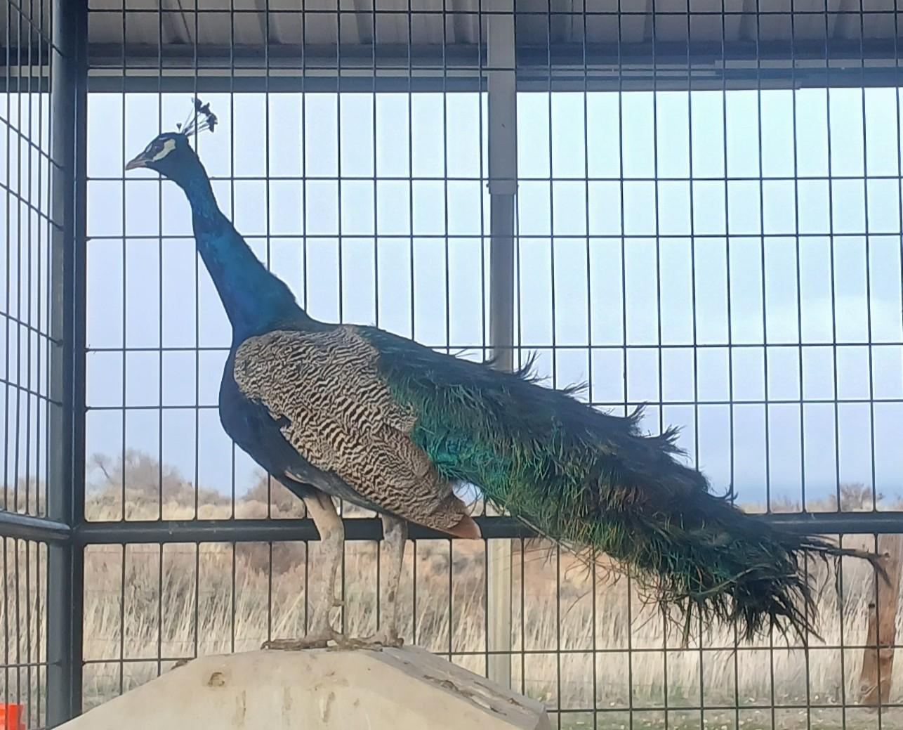 Enlarge Quill, a ADOPTABLE Peacock / Peafowl in Susanville, CA image 1/1