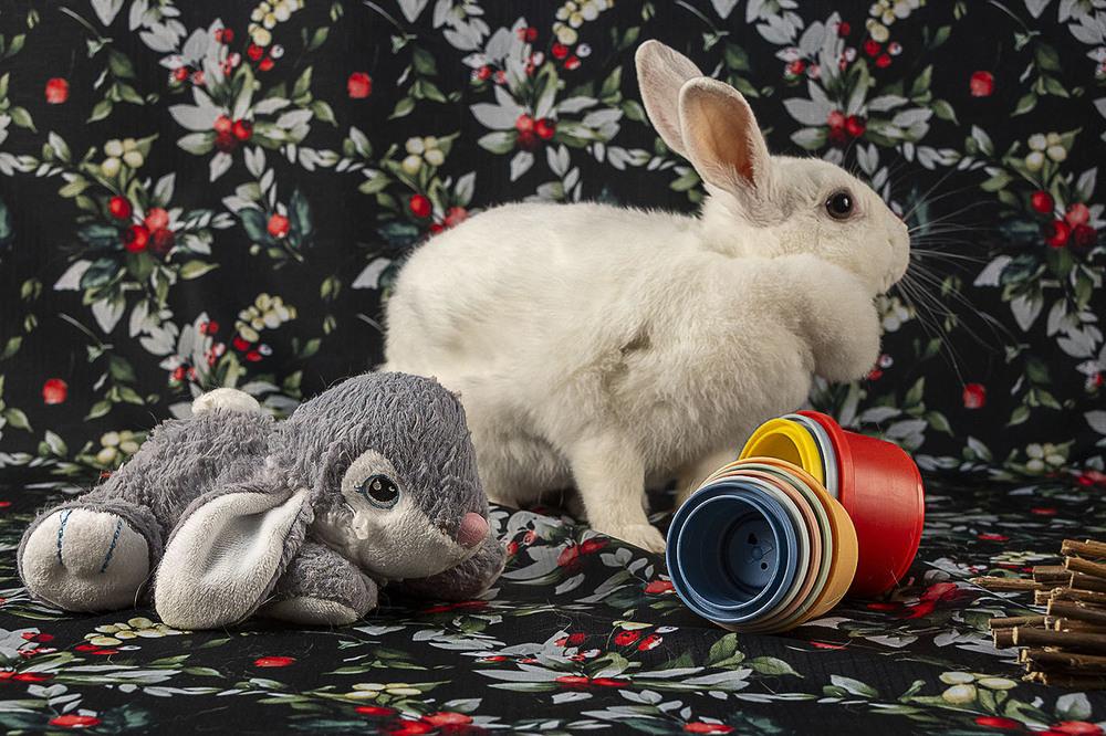 Petunia, Adoptable, Adult Female Polish.