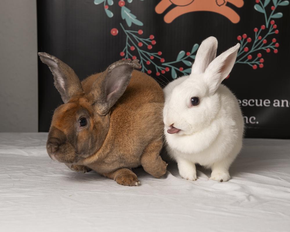 Petunia, Adoptable, Adult Female Polish.