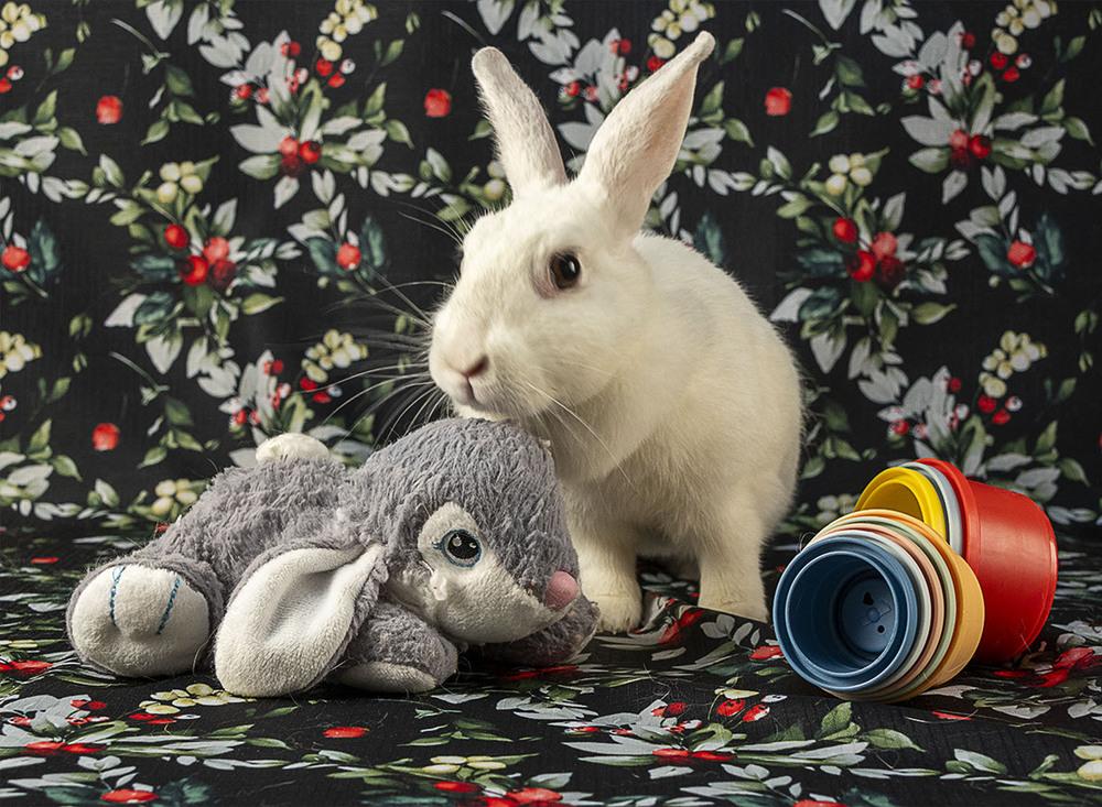 Enlarge Petunia, a Adoptable Polish in Deltona, FL image 2/3