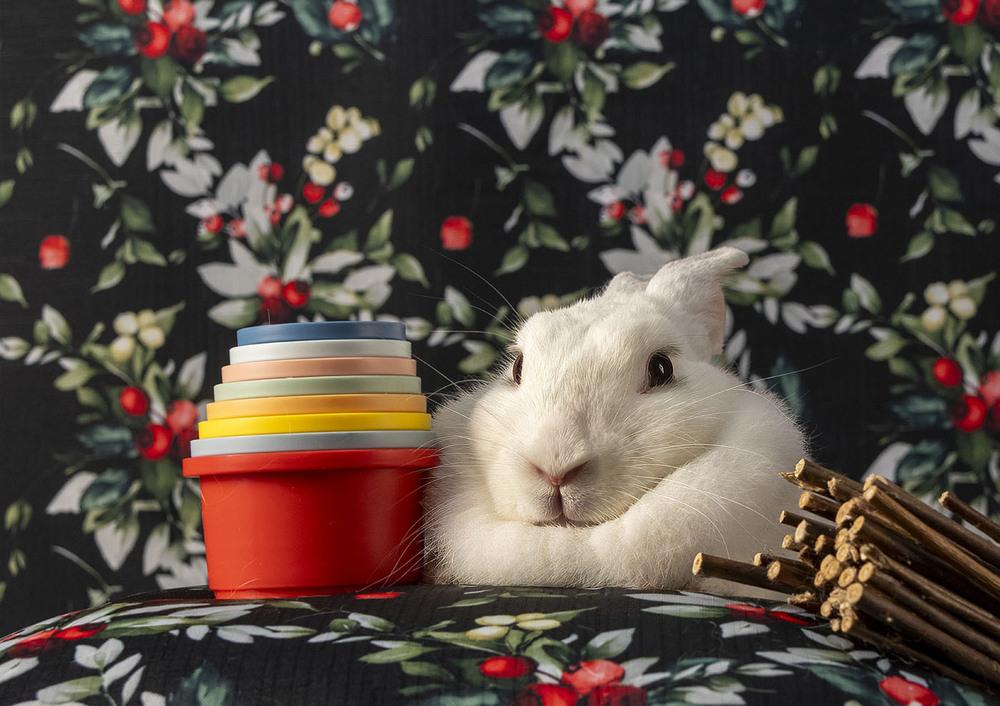 Enlarge Petunia, a Adoptable Polish in Deltona, FL image 3/3