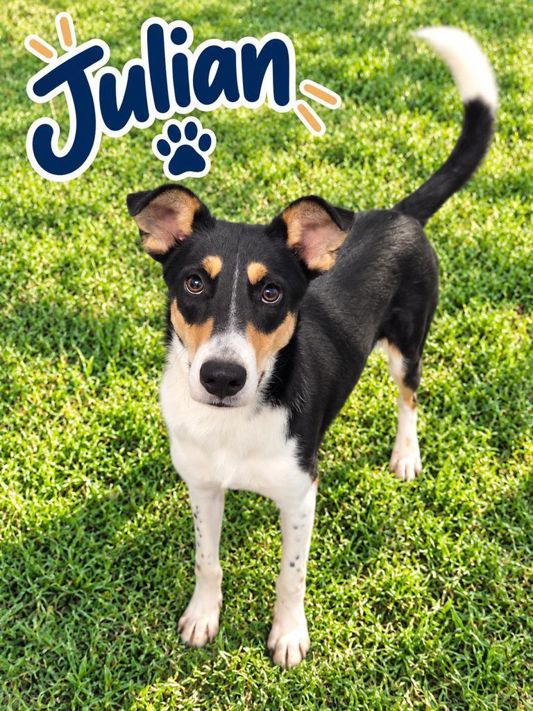 Enlarge Julian, a Adoptable mixed breed in Livingston, LA image 1/2