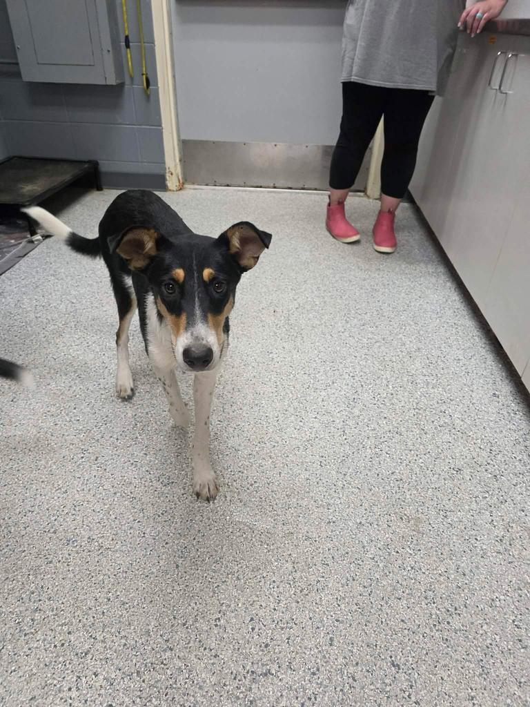 Enlarge Julian, a Adoptable mixed breed in Livingston, LA image 1/1