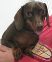 Scamper, Adopted, Senior Male Dachshund.