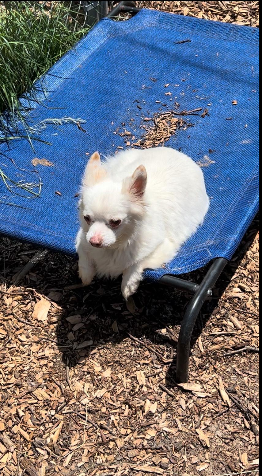 Baby, a Adoptable American Eskimo Dog in Egg Harbor City, NJ image 2/4