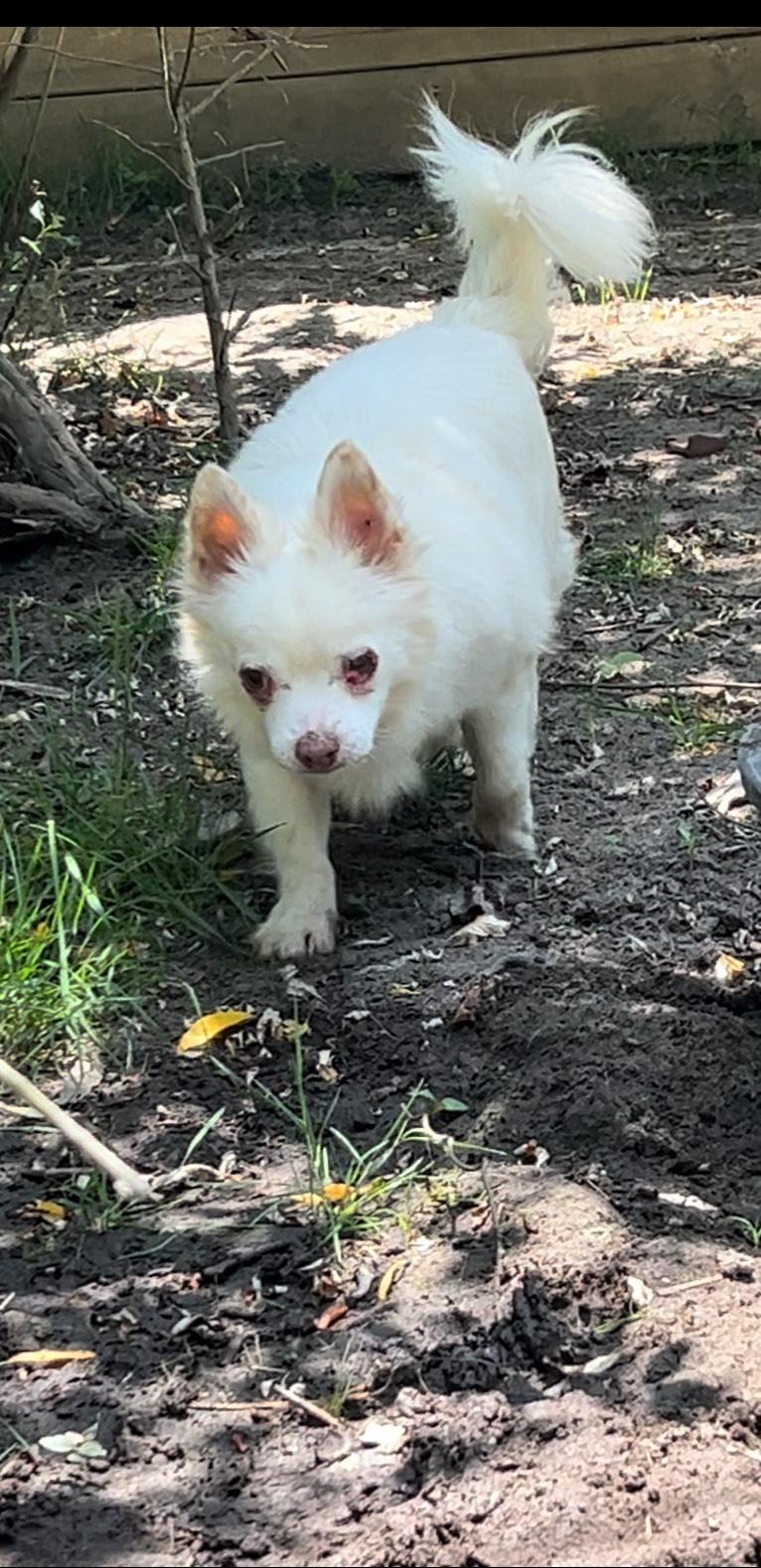 Baby, a Adoptable American Eskimo Dog in Egg Harbor City, NJ image 3/4