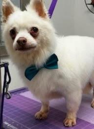 Baby, a Adoptable American Eskimo Dog in Egg Harbor City, NJ image 1/4