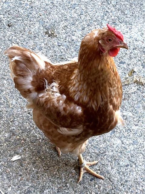 MARGOT, Adoptable, Young Female Chicken.