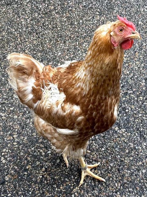 Enlarge MARGOT, a Adoptable Chicken in Dedham, MA image 1/1