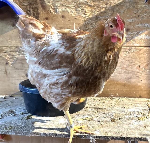 MARGOT, Adoptable, Young Female Chicken.