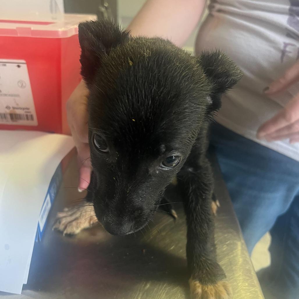 Amanda, Adoptable, Puppy Female Mixed Breed.