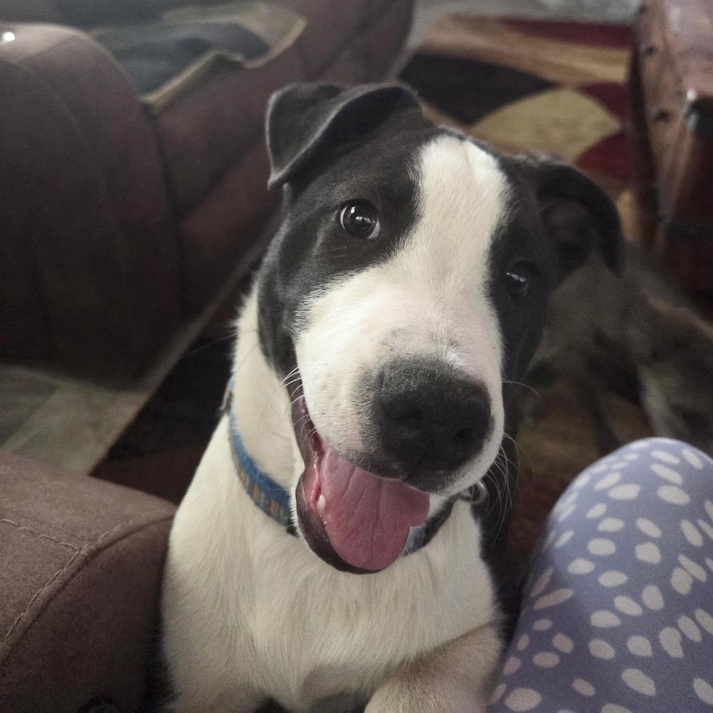 Daytona (Courtesy Listing), Adoptable, Young Male Pit Bull Terrier & Husky.