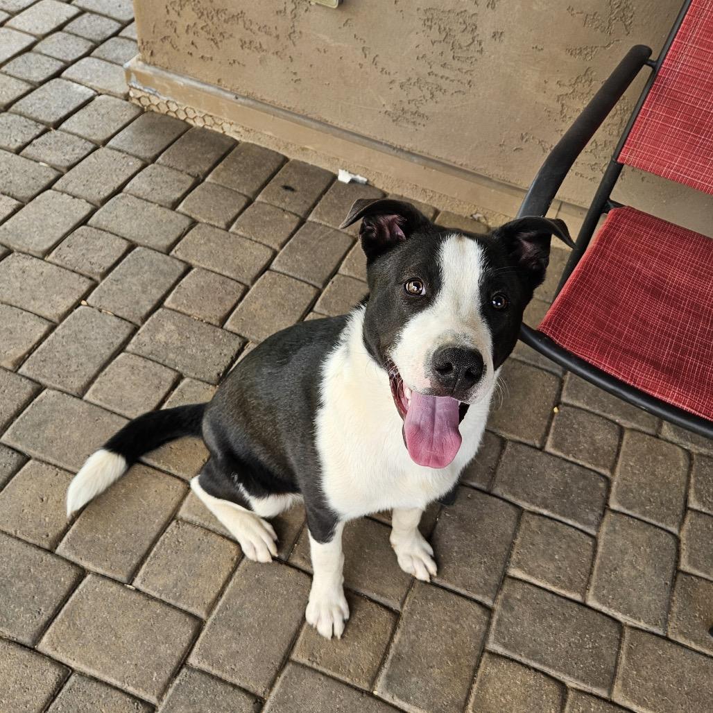 Enlarge Daytona (Courtesy Listing), a Adoptable mixed breed in Prescott, AZ image 2/3