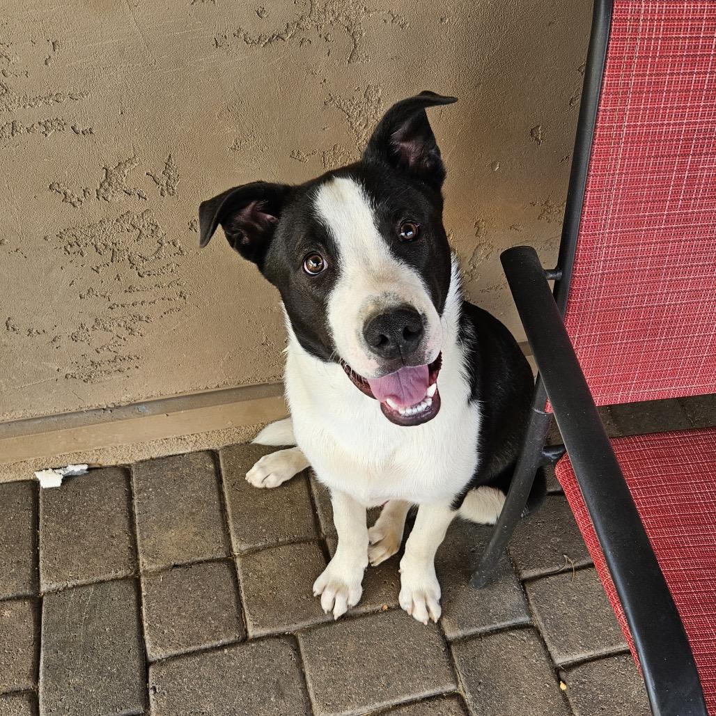 Enlarge Daytona (Courtesy Listing), a Adoptable mixed breed in Prescott, AZ image 3/3