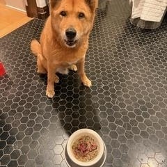 Enlarge Jaco, a ADOPTABLE Jindo in Oakland, CA image 2/6